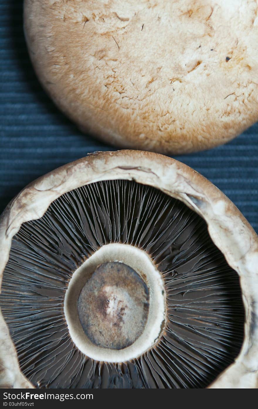 Two mushrooms on a dark blue background.