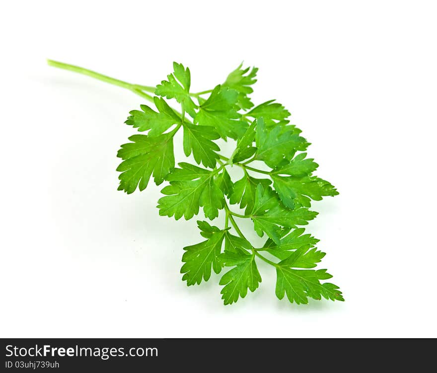 Fresh Parsley