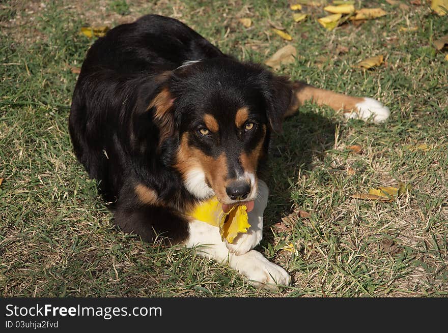 Photo of a little Australian shepherd playing in the garden.