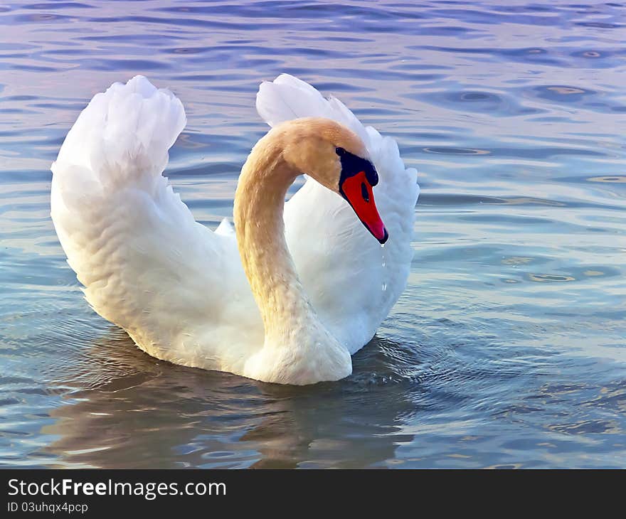 Graceful swan swimming in the lake alone