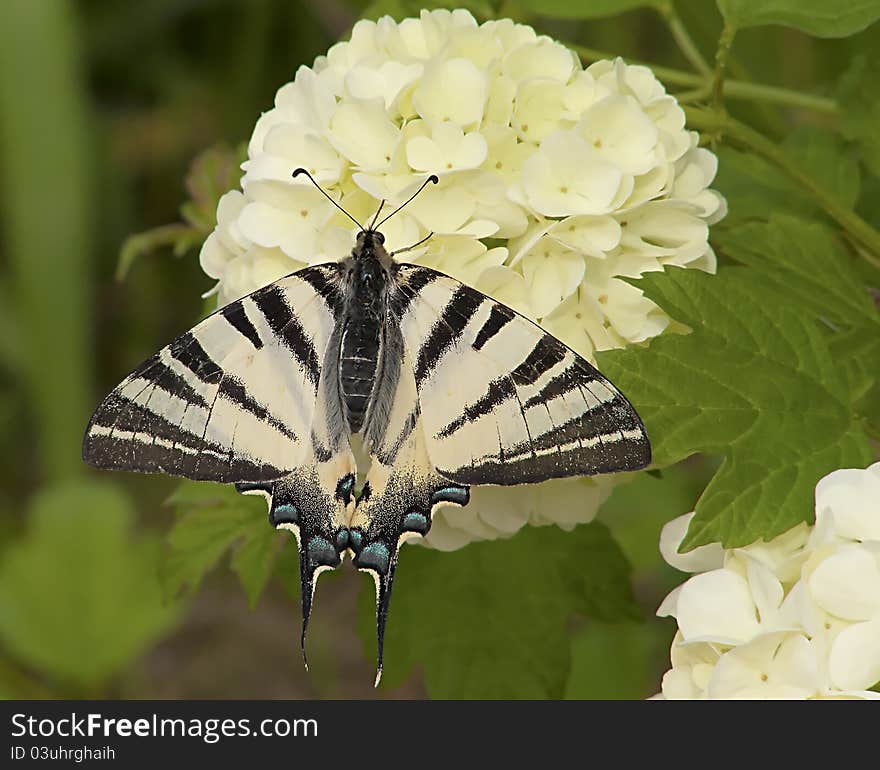 Swallowtail butterfly ( Papilio machaon) descended a large flower