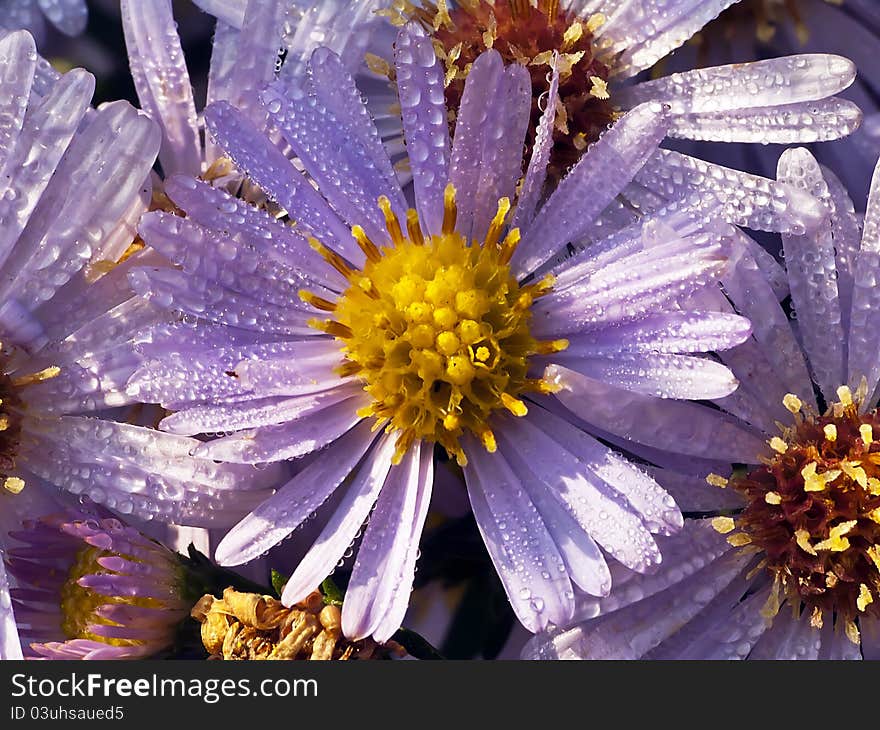 Aster views with dew drops in the sun. Aster views with dew drops in the sun