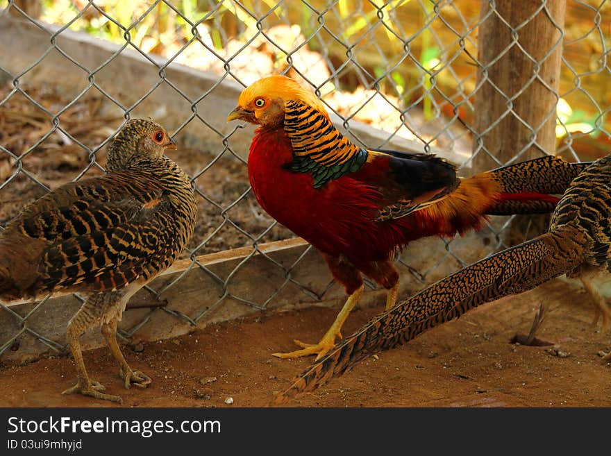 Siamese pheasants having long-tailed and many colors. Siamese pheasants having long-tailed and many colors