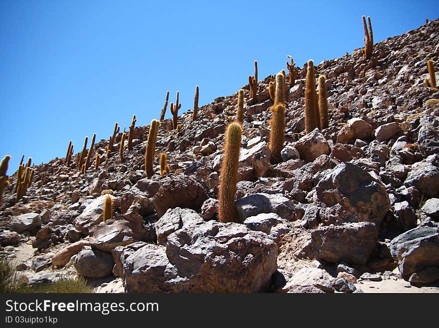 Cactus in the rocky Atacama desert. Cactus in the rocky Atacama desert