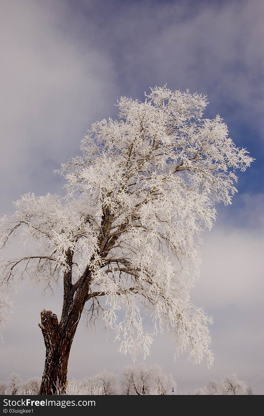 Frosted tree.