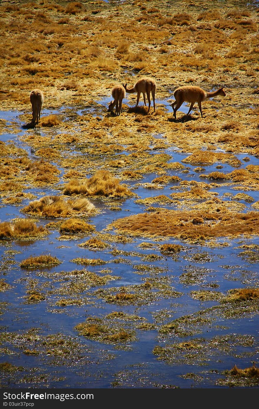 Guanaco (Lama Guanicoe) admiring the Andes. Torres del Paine National Park, Patagonia, Chile.