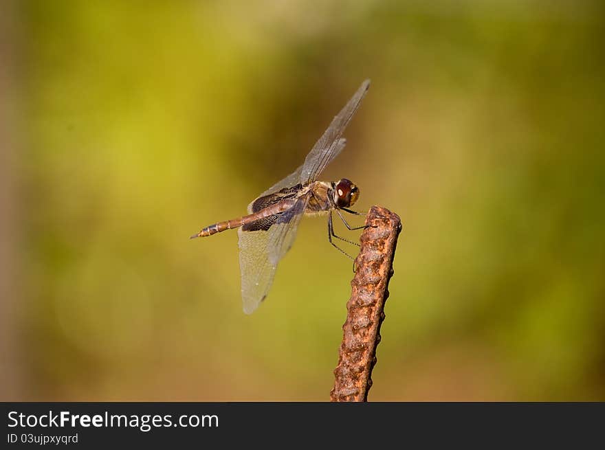 A dragonfly resting in the garden