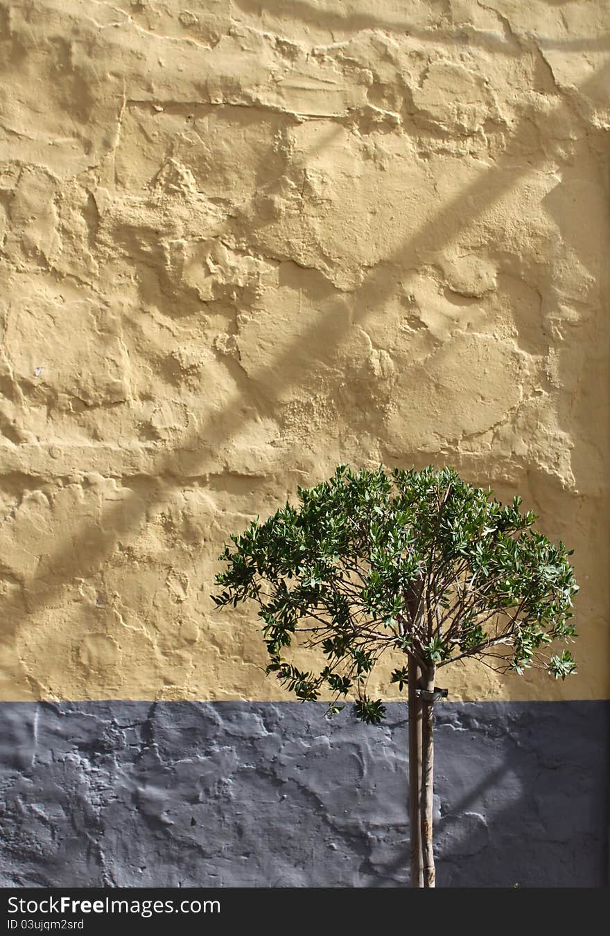 Olive tree against yellow grey rough stone wall background. Olive tree against yellow grey rough stone wall background