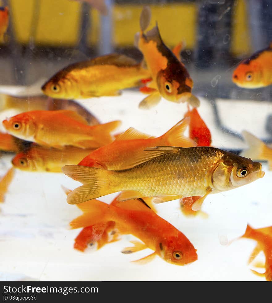 Some red and gold fishes in aquarium. Some red and gold fishes in aquarium