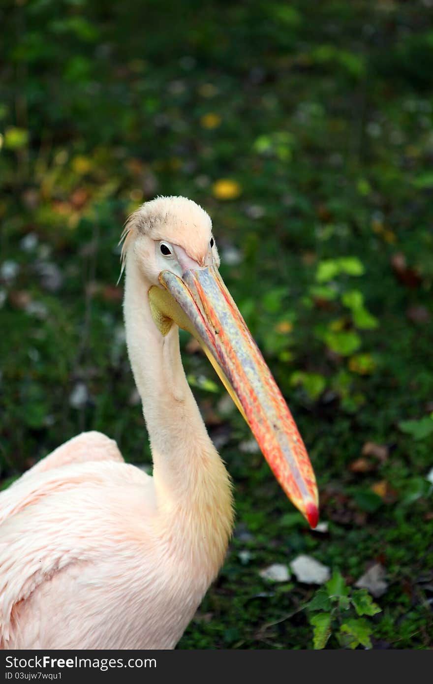 Pink Pelican