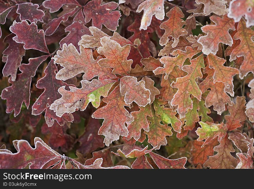 Colorful Oak Leaves,autumn