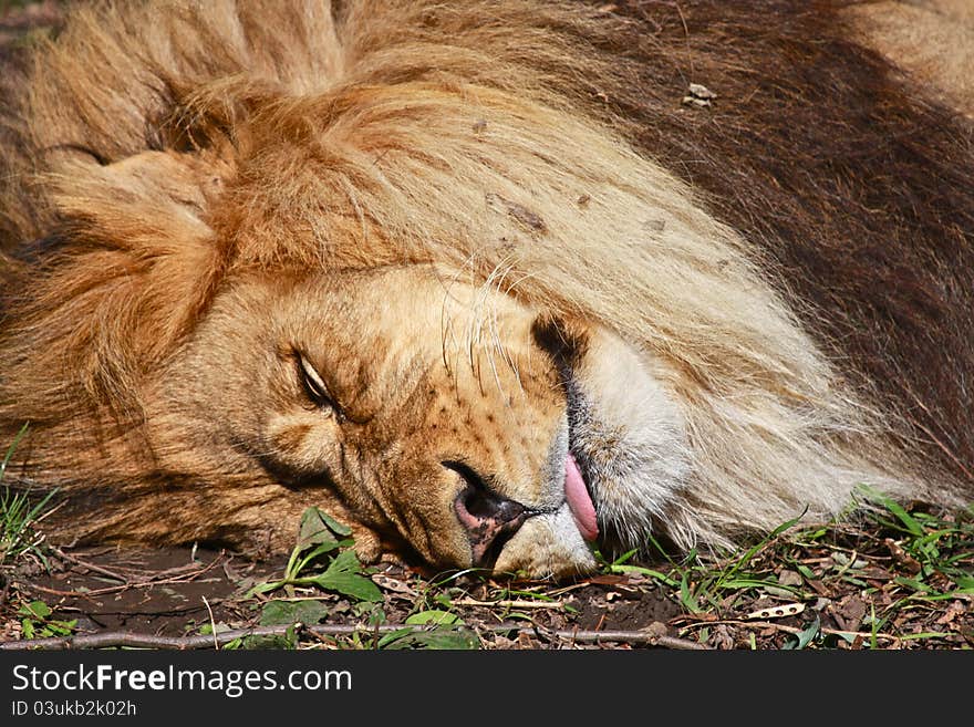 Giant male lion (Panthera leo) sound asleep while taking a nap on the grass in the afternoon sun. Giant male lion (Panthera leo) sound asleep while taking a nap on the grass in the afternoon sun.