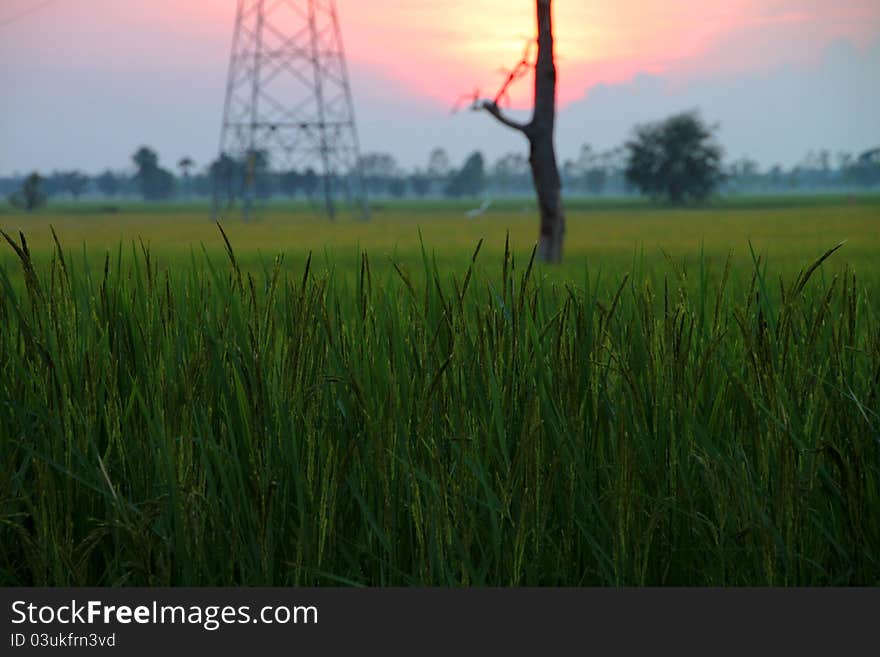 Rice Field Before Sunset