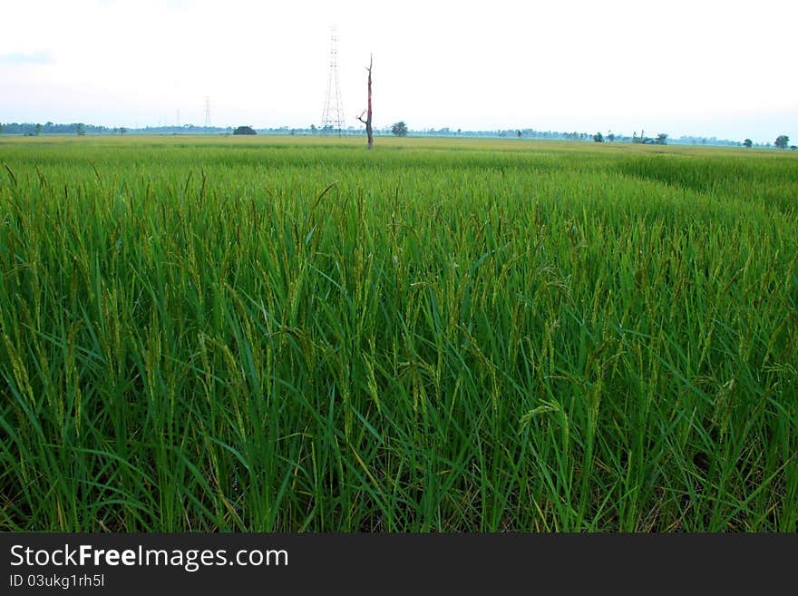 A picture of jasmine rice field before sunset