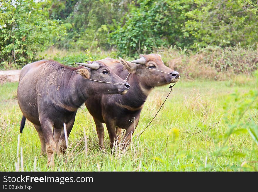 Two young buffaloes in the field in Thailand