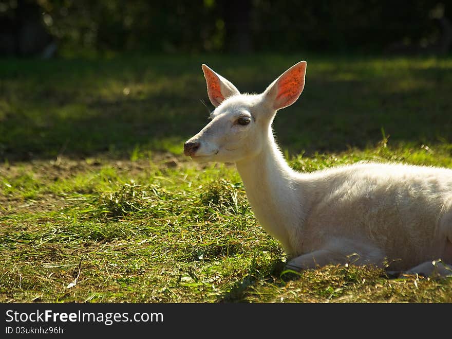 Resting Deer