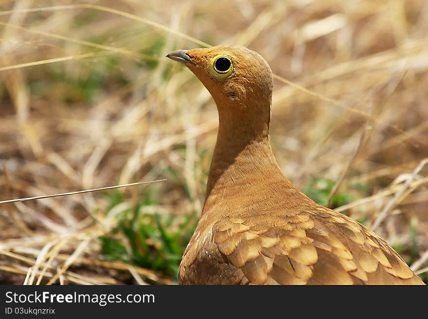 Chestnut-bellied Sandgrouse