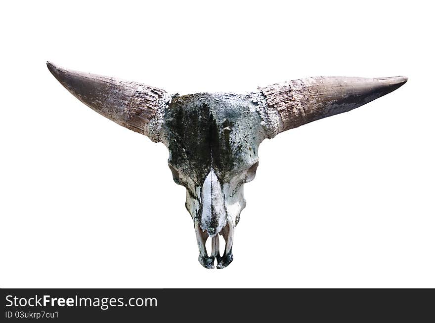 Skull of a bull.