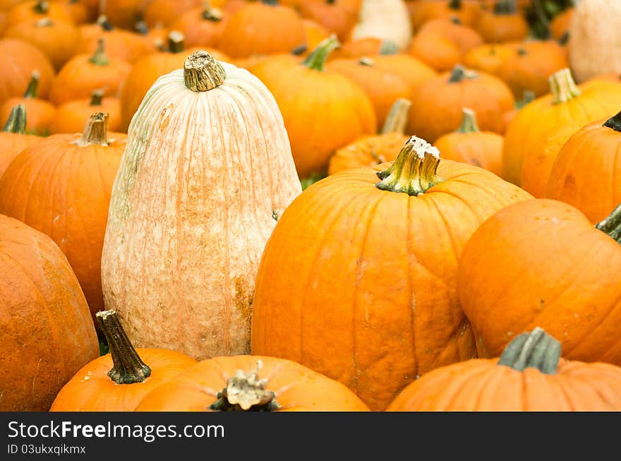 Individual pumpkin standing out from the crowd. Individual pumpkin standing out from the crowd.