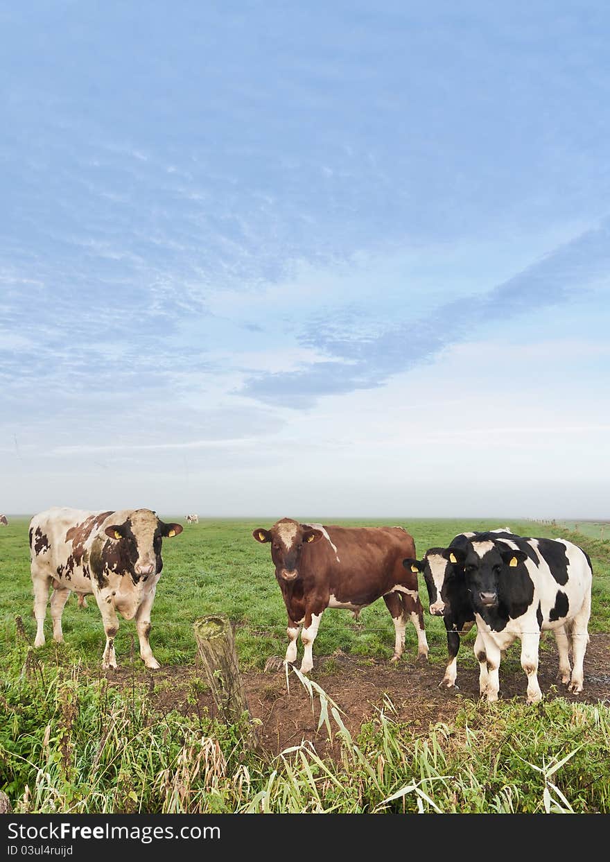 Cows On A Meadow