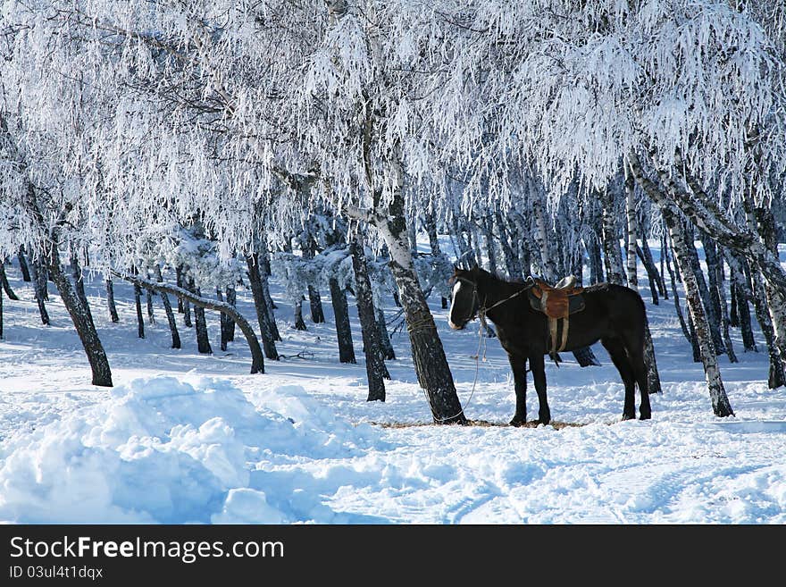 Horse against the frosty trees.