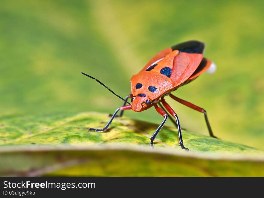 Orange bug is defecting on green leaf. Orange bug is defecting on green leaf