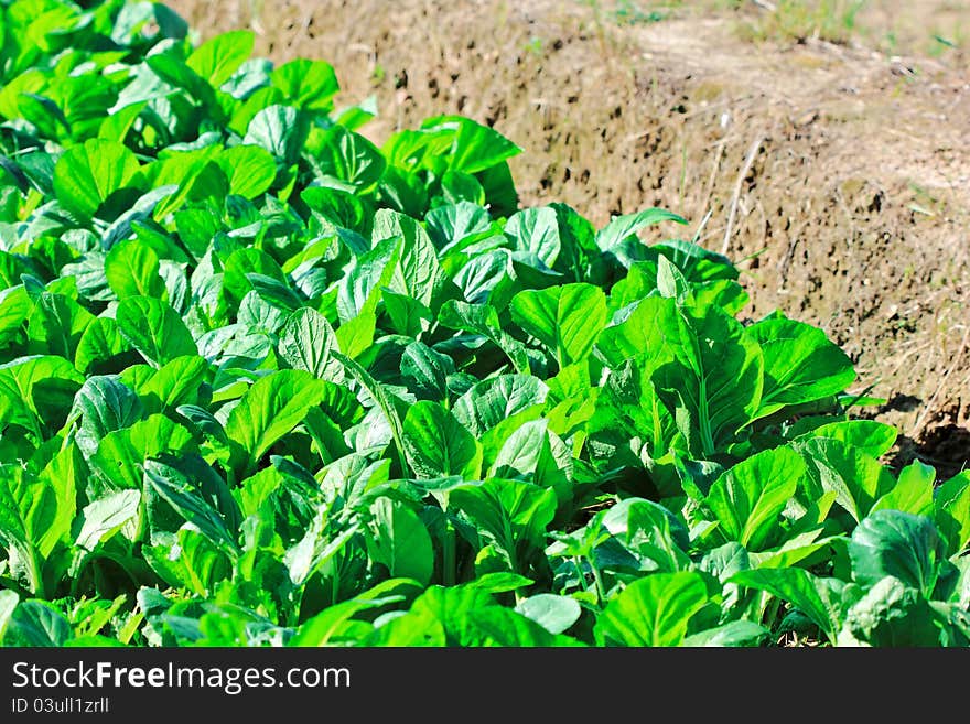 Vegetable garden