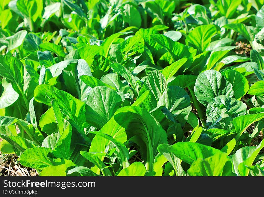 Vegetable garden