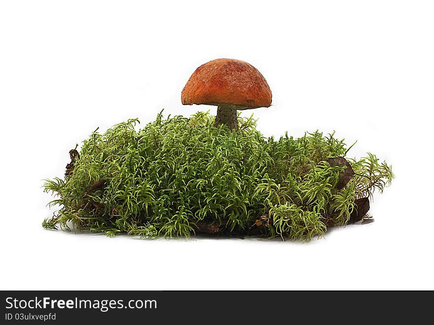 Large forest mushroom with a red hat on a white leg shot on a white background. Large forest mushroom with a red hat on a white leg shot on a white background