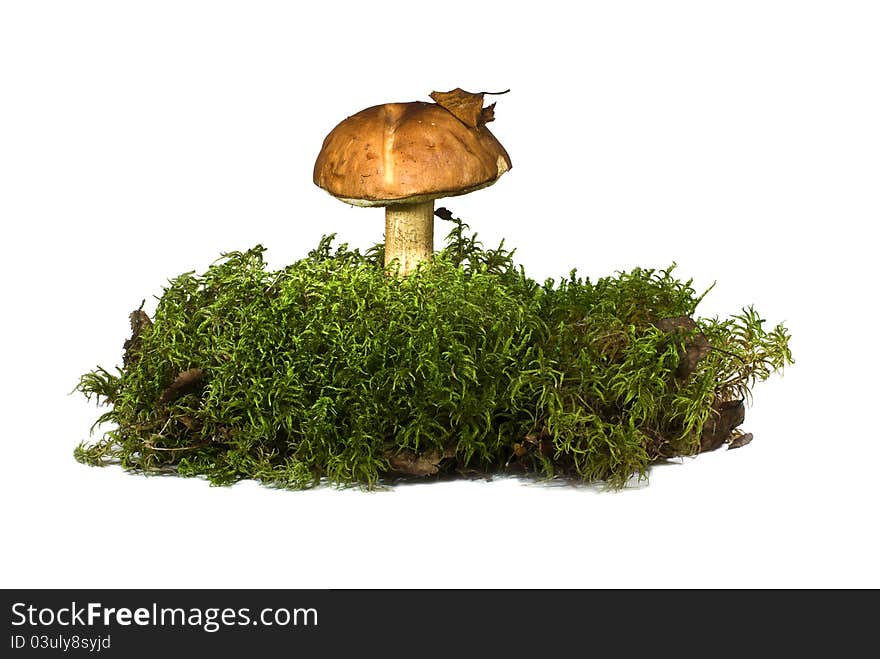 Large forest mushroom with a red hat on a white leg shot on a white background. Large forest mushroom with a red hat on a white leg shot on a white background