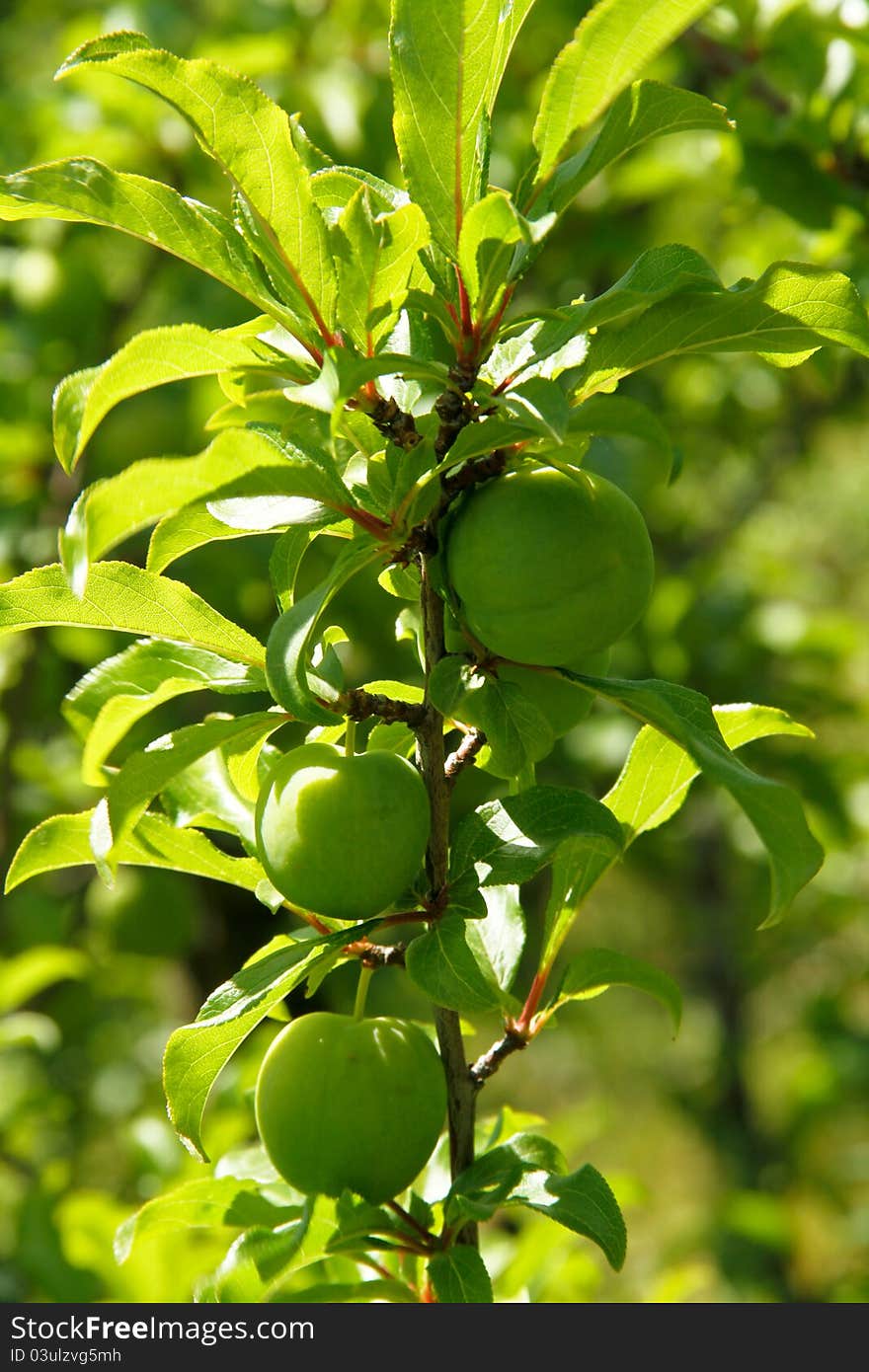 Young green plum fruits in spring on a plum tree branch in an orchard. Young green plum fruits in spring on a plum tree branch in an orchard