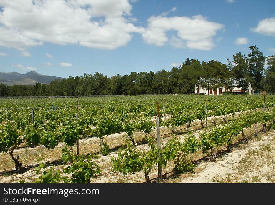 Vineyards in spring season in the wine growing region of the Overberg, South Africa. Vineyards in spring season in the wine growing region of the Overberg, South Africa