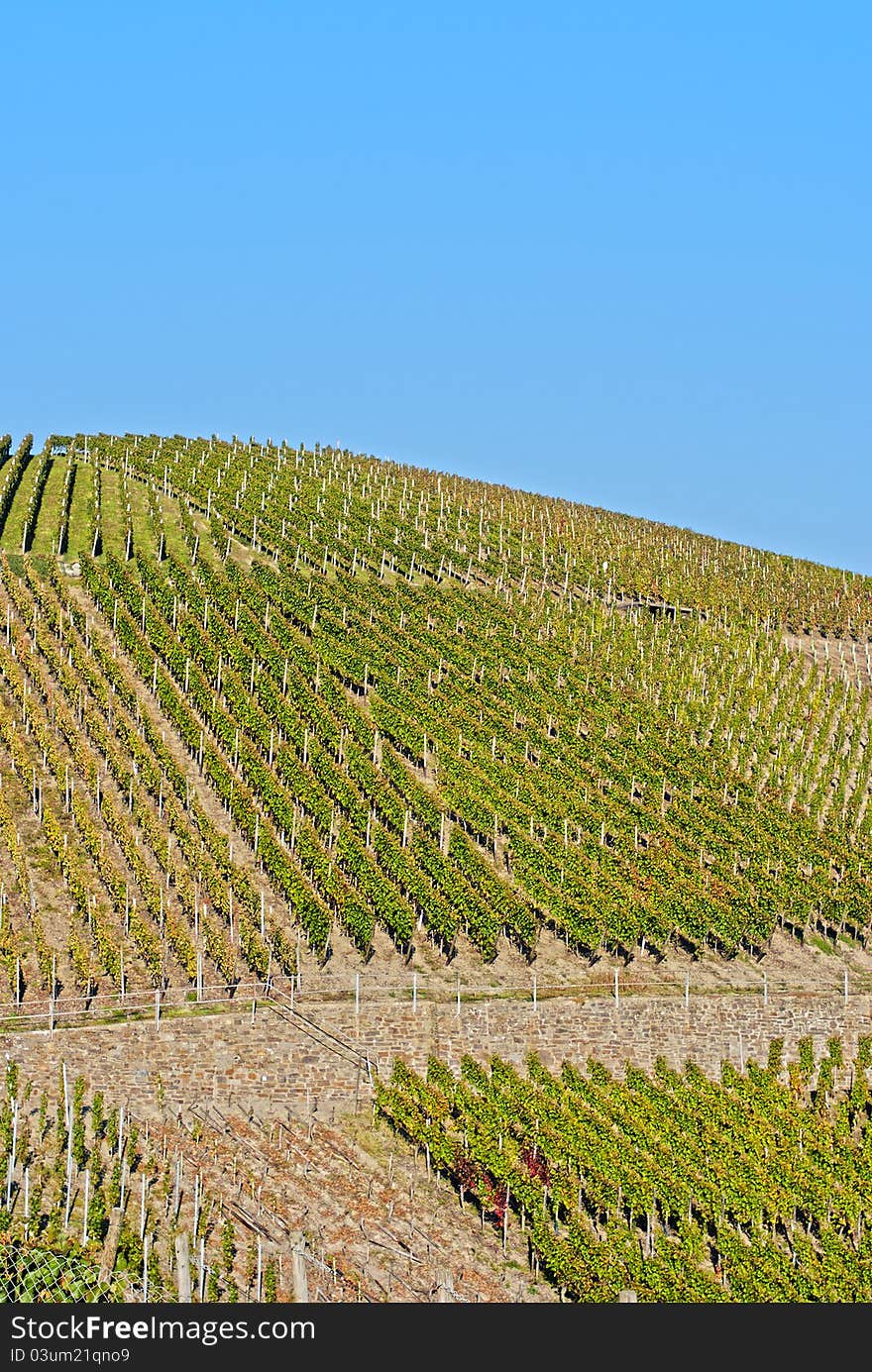 Wine field under the sun, Rheinland-Pfalz, Germany