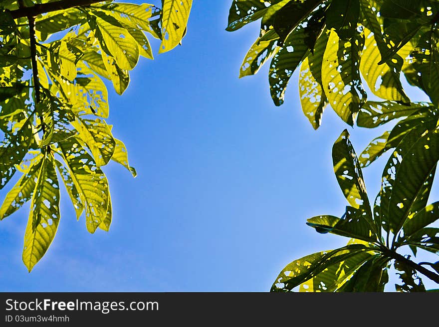 Leaf And Sky