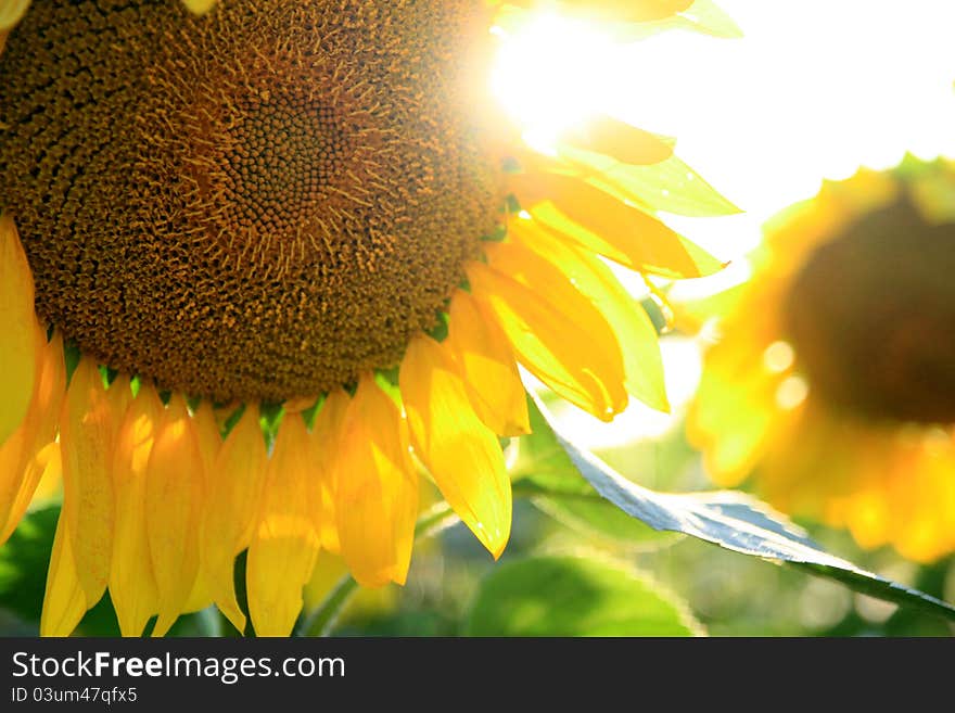 Sunflowers in a field