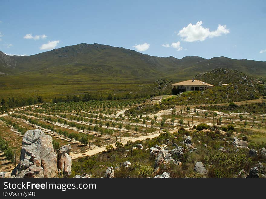 Summer Spanish style villa home with mountains and olive groves in the landscape in the Overberg wine route region, Western cape, South Africa. Summer Spanish style villa home with mountains and olive groves in the landscape in the Overberg wine route region, Western cape, South Africa