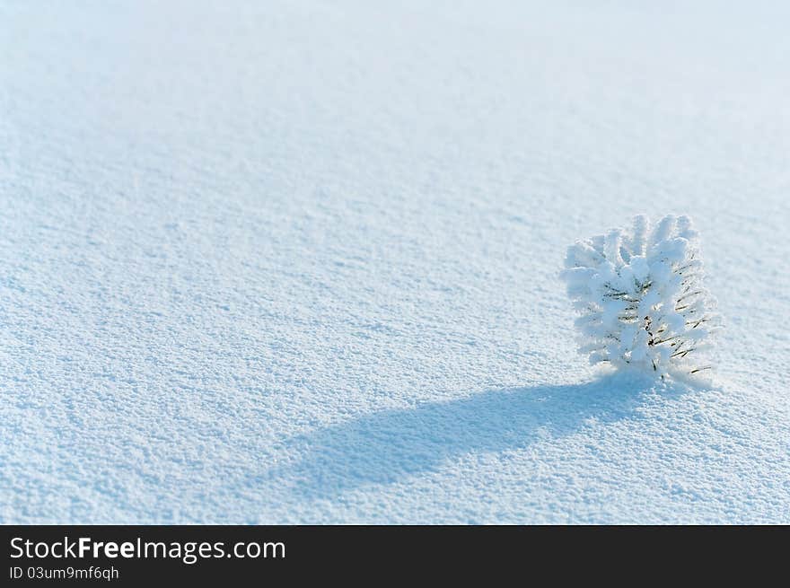 Tree in frost on a background of snow. Tree in frost on a background of snow