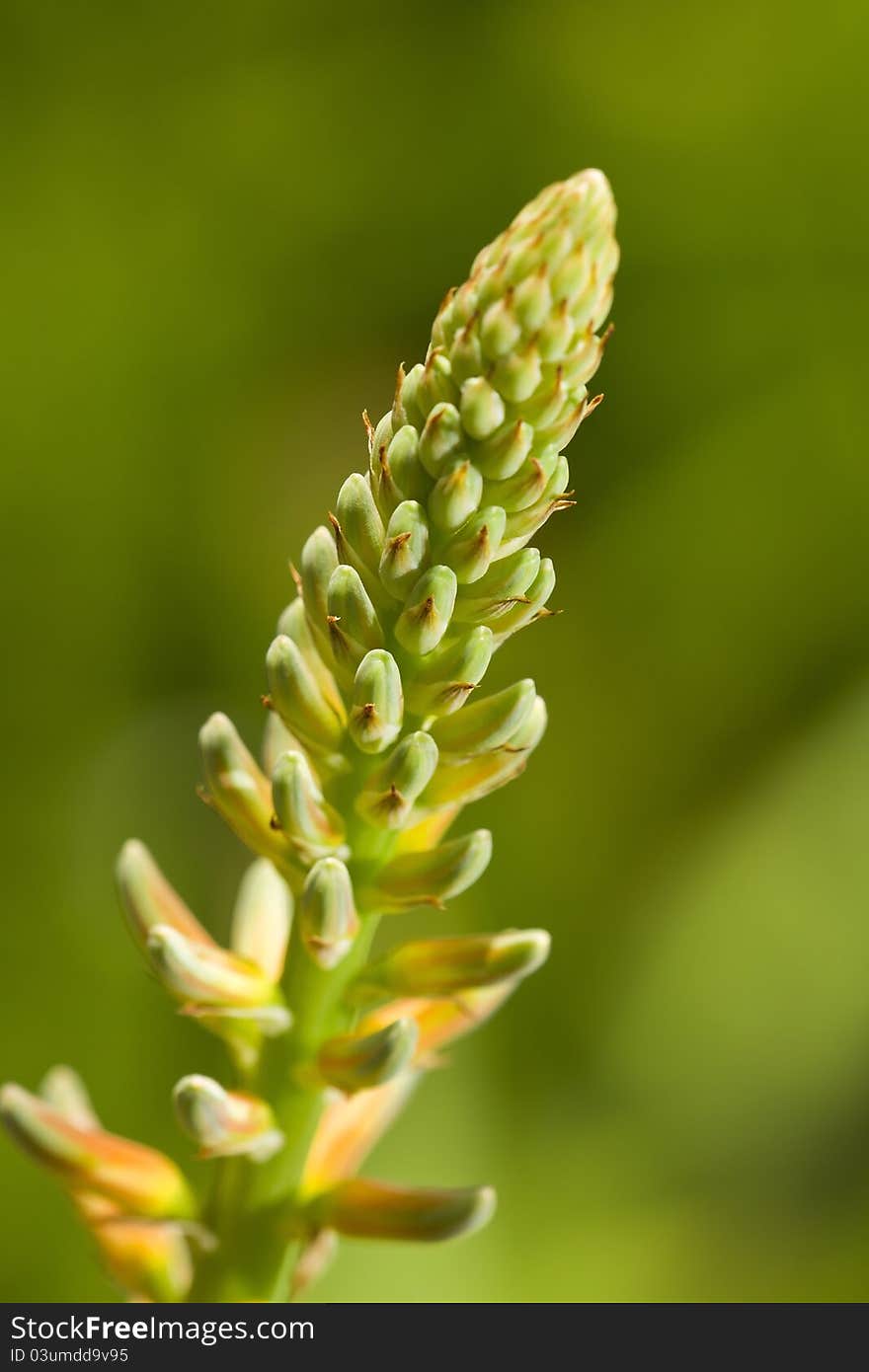 Aloe Vera Blossom