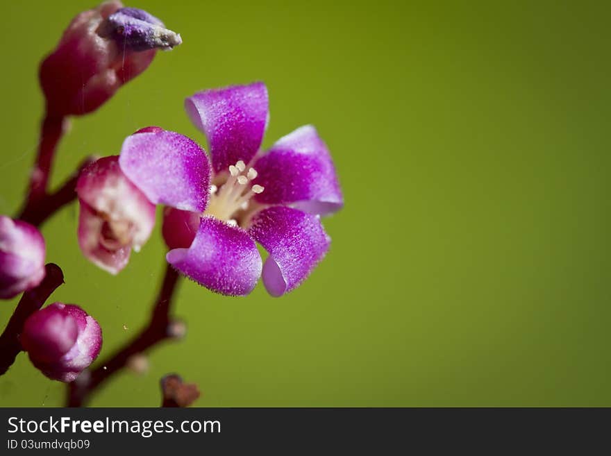 Carambola Blossom