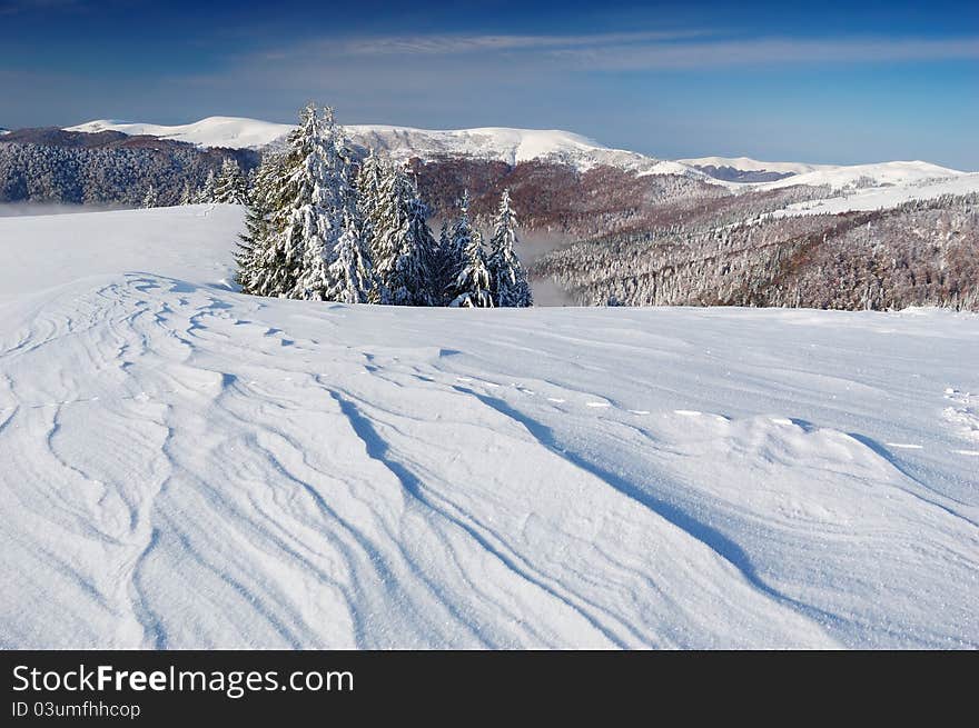 Winter landscape with fur-trees and fresh snow. Ukraine, Carpathians