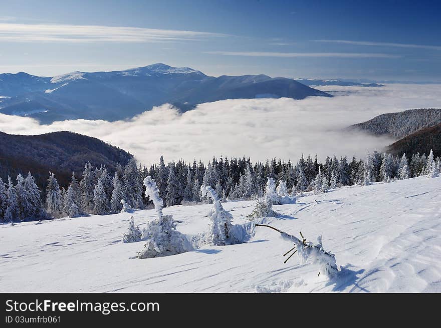 Winter landscape with fur-trees and fresh snow. Ukraine, Carpathians