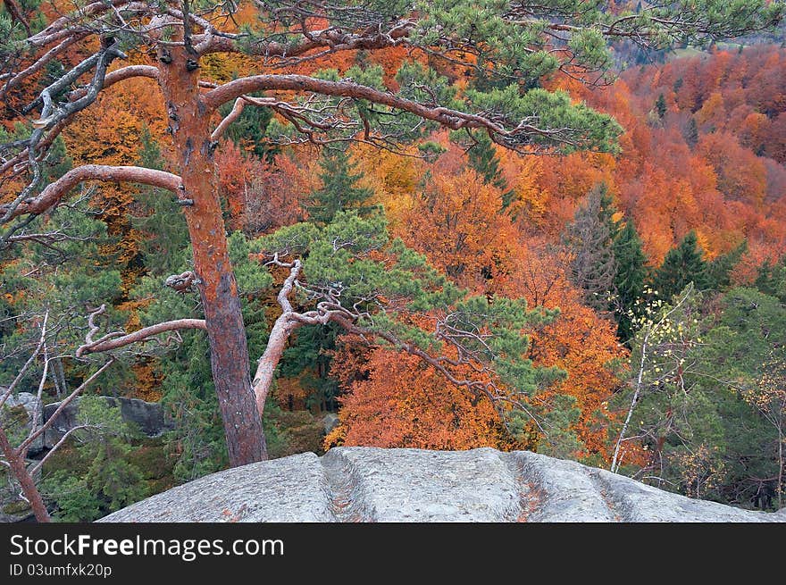 Autumn background with trees. Wood in mountains Carpathians, Ukraine