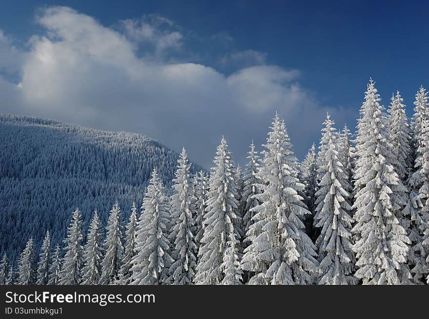 Winter background with a snow-covered wood landscape. Ukraine, Carpathians