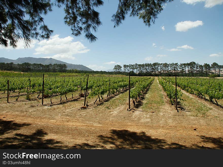 Vineyards on a wine farm