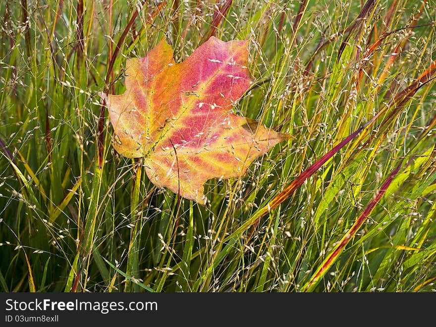 A single maple leaf in grass,autumn. A single maple leaf in grass,autumn