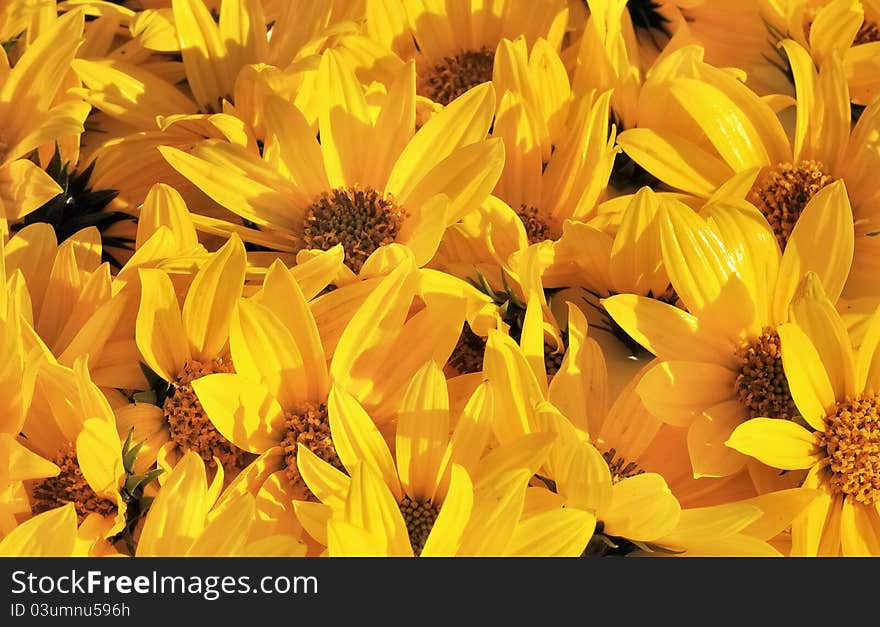 Carpet of petals of yellow flowers