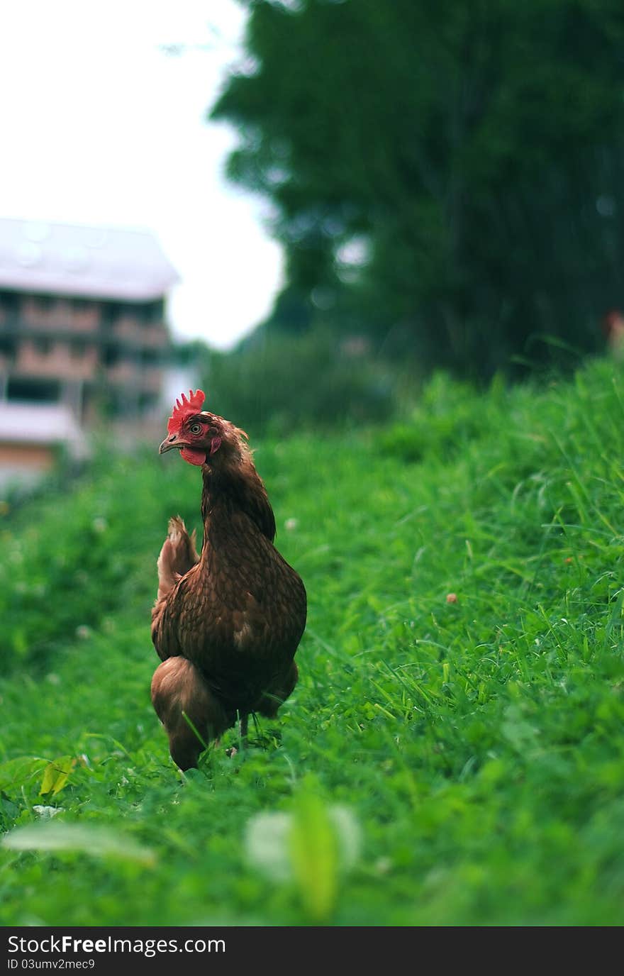 A hen on grass field in summer