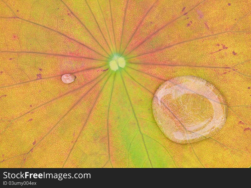 Yellow water lilly background with drop water