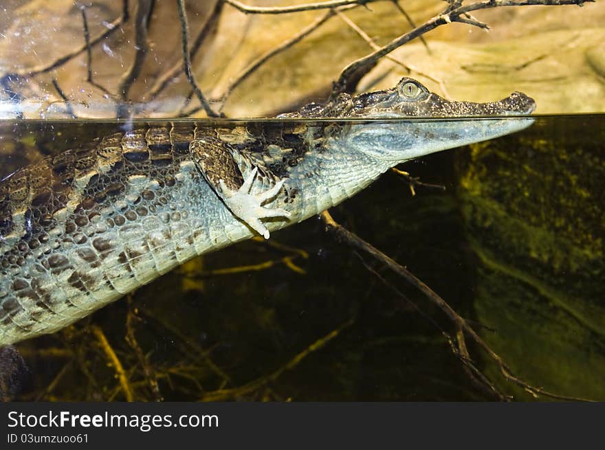 Spectacled caiman (Caiman crocodilus) in Montpellier Zoo