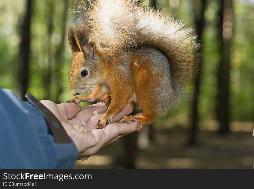 The tamed squirrel